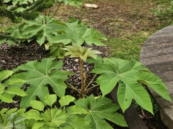 2025 Rostliny po přezimování Tetrapanax papyrifer, Brassaiopsis mitis, Gunnera manicata, Araucaria araucana (18.7.)