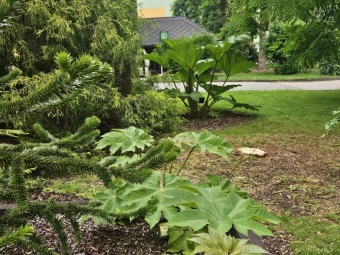 2025 Rostliny po přezimování Tetrapanax papyrifer, Brassaiopsis mitis, Gunnera manicata, Araucaria araucana (18.7.)