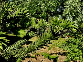 Rostliny koncem léta 2025 (26.8.)