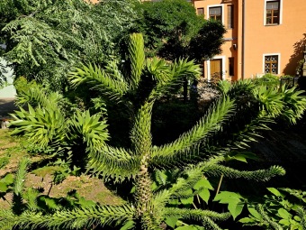 Rostliny koncem léta 2025 (26.8.)