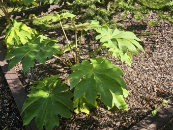 Rostliny koncem léta 2025 (26.8.)