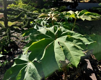 Rostliny koncem léta 2025 (26.8.)