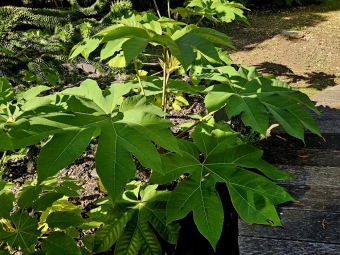 Rostliny koncem léta 2025 (26.8.)