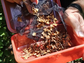 Sběr semen Wollemia pro stratifikaci 24.8. 2025