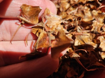 Sběr semen Wollemia pro stratifikaci 24.8. 2025