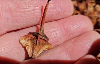 Sběr semen Wollemia pro stratifikaci 24.8. 2025