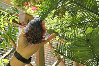 Sběr semen Wollemia pro stratifikaci 24.8. 2025