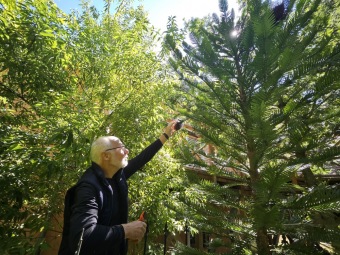 Sběr semen Wollemia pro stratifikaci 24.8. 2025