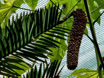 2025 Wollemia nobilis - wolemie vznešená ještě ve skleníku (4.4.)