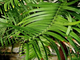 2025 Wollemia nobilis - wolemie vznešená ještě ve skleníku (4.4.)