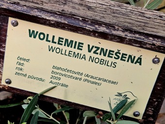 2025 Wollemia nobilis - wolemie vznešená ještě ve skleníku (4.4.)