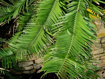 2025 Wollemia nobilis - wolemie vznešená ještě ve skleníku (4.4.)