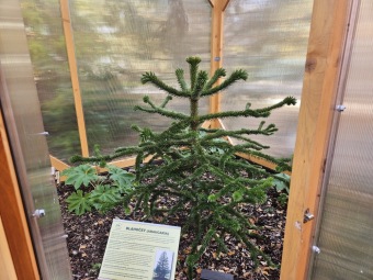 2025 Zimování choulostivých rostlin