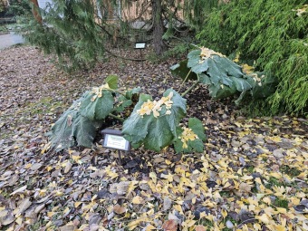 2025 Zimování choulostivých rostlin