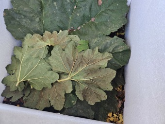 2025 Zimování choulostivých rostlin