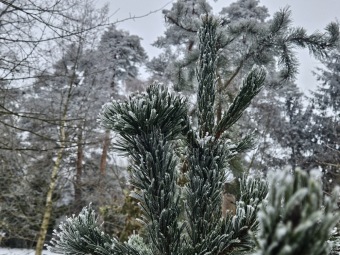 Pinus aristata borovice osinatá