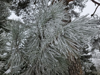 Pinus coulteri borovice Coulterova..