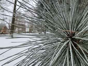 Pinus coulteri borovice Coulterova.
