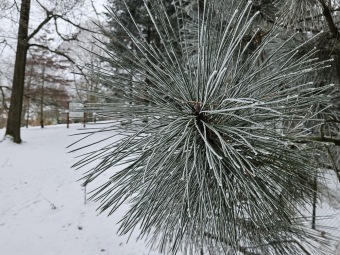 Pinus coulteri borovice Coulterova