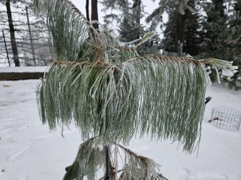Pinus patula borovice rozložená