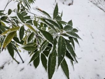 Quercus myrsinifolia dub bambusový.