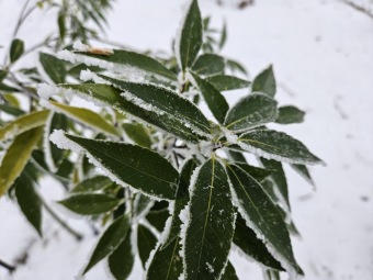 Quercus myrsinifolia dub bambusový