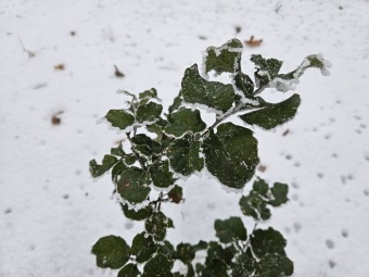 Quercus suber dub korkový