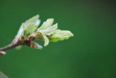 Quercus × turnerii ´Pseudoturneri´ - dub turnerův - jarní výhon
