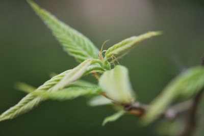 Quercus acutissima - dub špičatolistý