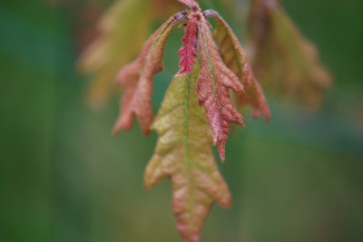 Quercus alba - dub bílý - jaro