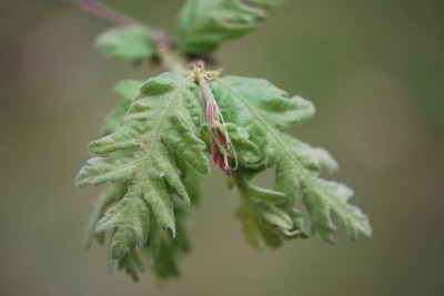 Quercus cerris ´Laciniata´ - dub cer - jarní listy