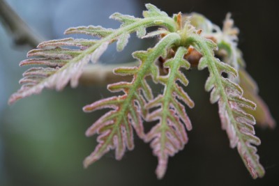 Quercus dentata ´Pinnatifida´ - dub zubatý - jarní listy