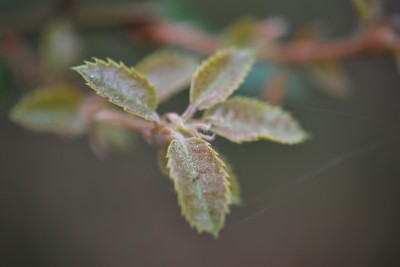 Quercus ilex - dub cesmínový - jarní listy