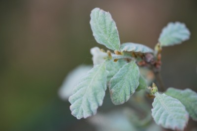 Quercus ithaburensis subsp. Macrolepis - dub taborský