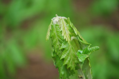 Quercus macranthera - dub velkokvětý - jaro