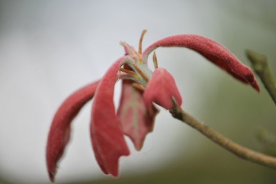 Quercus marilandica - dub marylandský - jarní výhon
