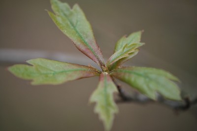 Quercus nigra - dub černý - jaro
