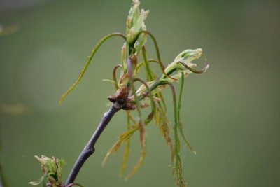 Quercus petraea ´Laciniata´ - dub zimní drnák - jaro