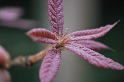 Quercus rhysophylla ´Maya´- dub mexický