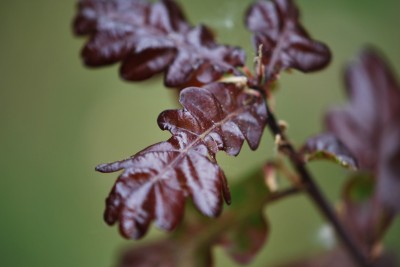Quercus robur ´Atropurpurea´ - dub letní - jarní listy