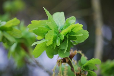 Quercus robur ´Cristata´ - dub letní - jaro