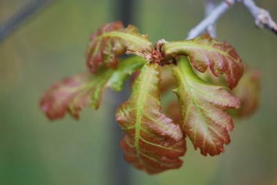 Quercus robur ´Timuki´ - dub letní (křemelák)