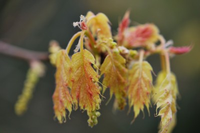 Quercus rubra ´Aurea´ - dub červený - jaro