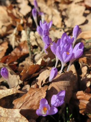 2026 Jaro v Arboretu Žampach - bylinné patro