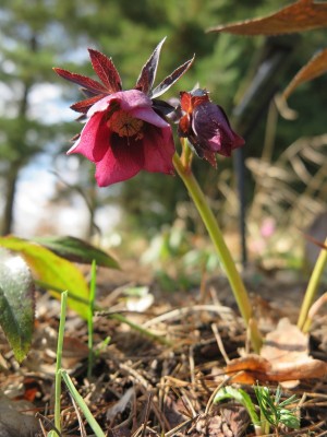 2026 Jaro v Arboretu Žampach - bylinné patro