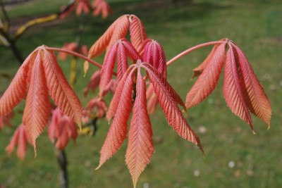 Aesculus × neglecta ´Erythroblastos´ - jírovec zanedbaný - jaro