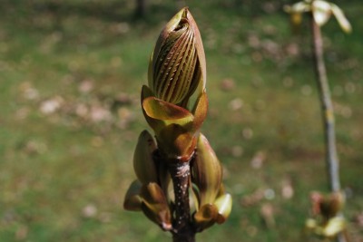 Aesculus assamica - jírovec - rozvíjející se pupen
