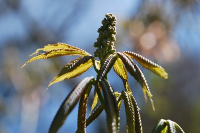 Aesculus flava - jírovec žlutý - květenství - jaro