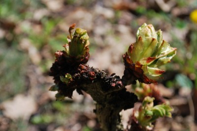 Aesculus hippocastanum ´Cristata´ - jírovec maďal