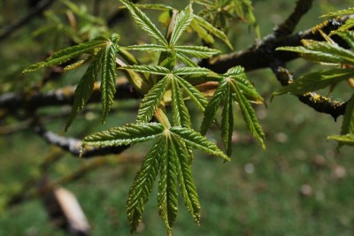 Aesculus hippocastanum ´Digitata´ - jírovec maďal - jaro